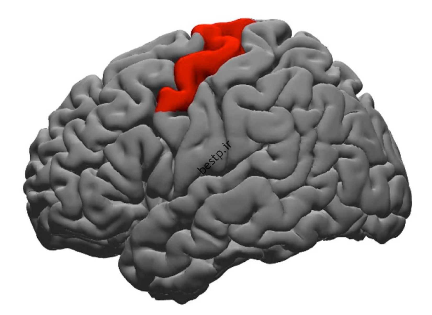 شکنج پیش مرکزی خلفی مغز انسان قرمز است